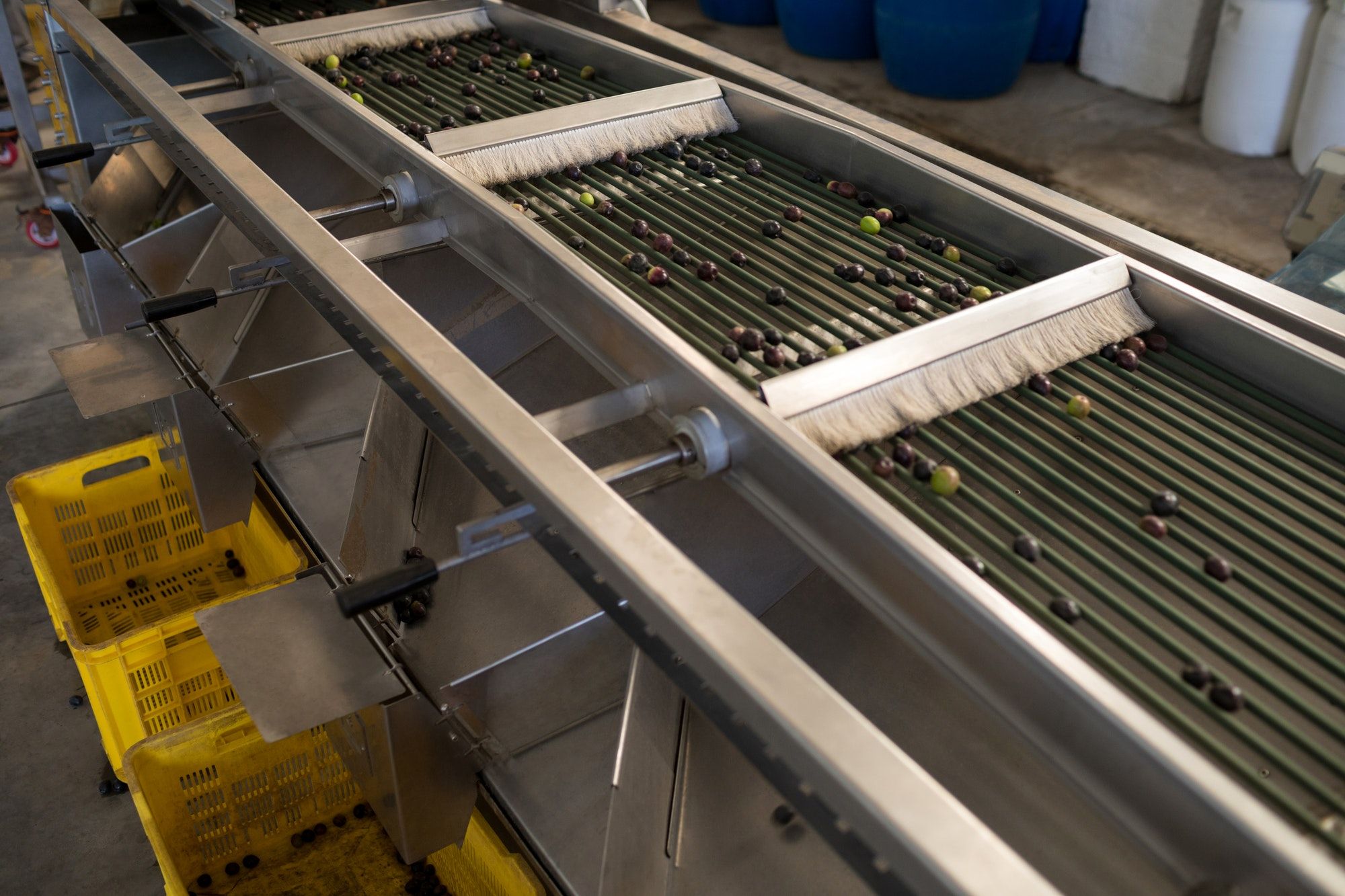 Fresh olives on conveyor belt